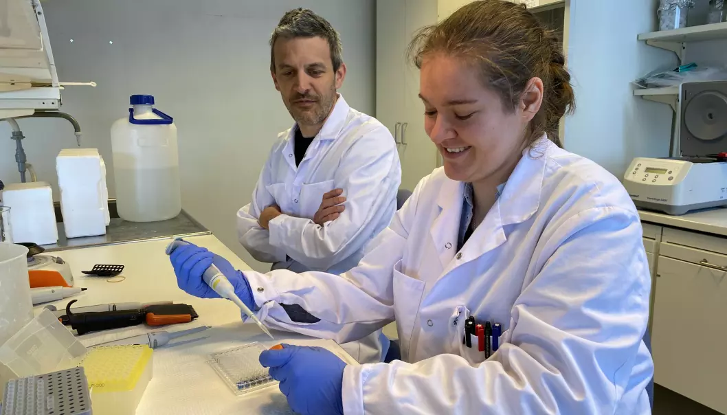 Professor Jerome Ruzzin and PhD student Sophie E. Bresson at the University of Oslo applied pollutants to beta cells from rats to see what happened to the production of insulin.