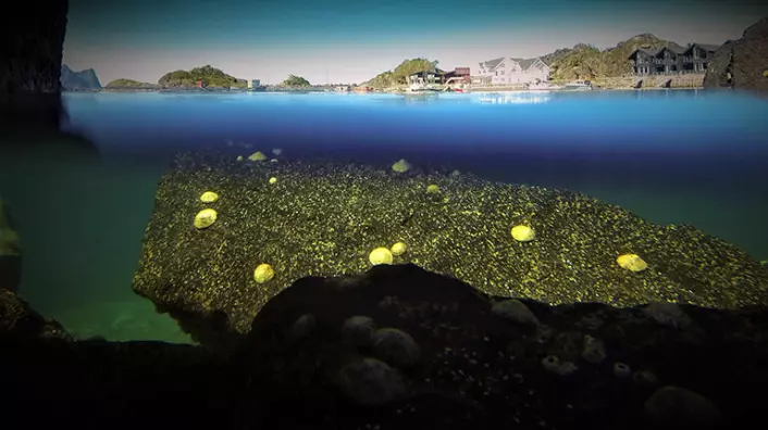 Slik lever albueskjellene i tidevannssonen. De beveger seg kun om natten, og spiser alger fra stein og svaberg.