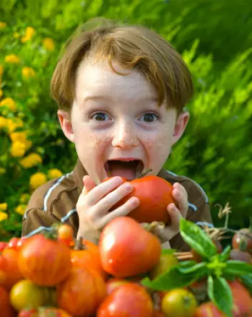 Modne tomater inneholder også mye MSG, og har derfor mye umami-smak. (Illustrasjonsfoto: iStockphoto)