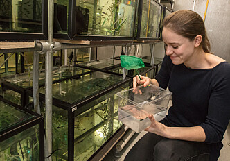 Laboratory fish lose their ability to adapt to changes in their environment