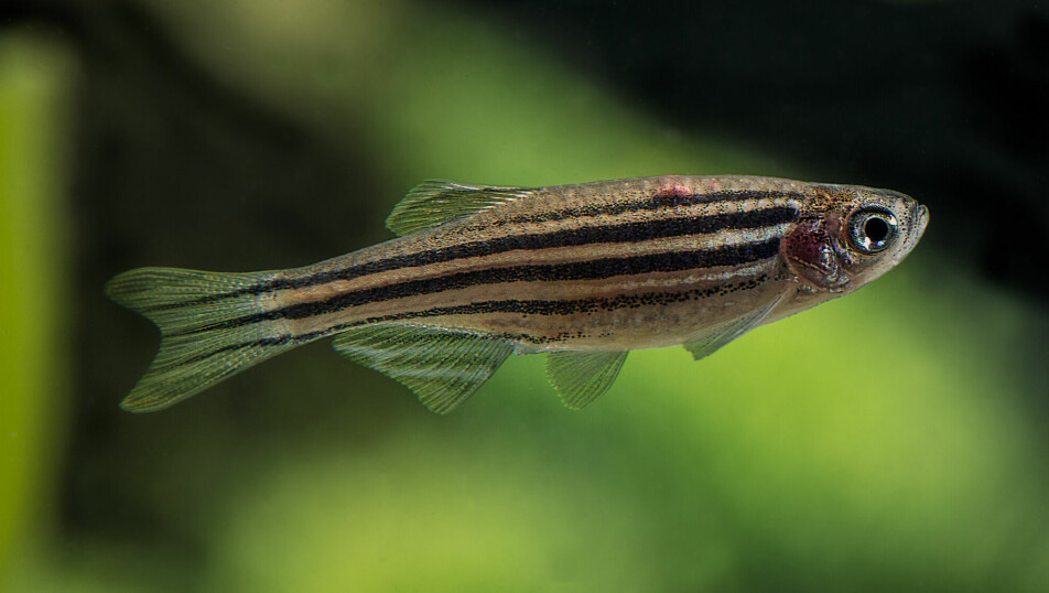 The zebrafish (Danio rerio) has proved to be as invaluable a lab animal as the laboratory rat. Now it has given researchers another interesting piece of information about evolution.