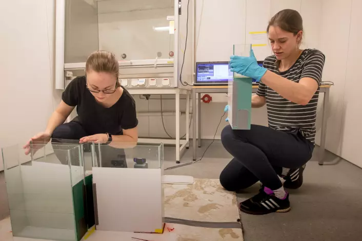 Rachael Morgan (left) and Mette Finnøen, who is currently a PhD candidate in the Jutfelt lab and a co-author of the PNAS article, prepare mini-aquaria to test zebrafish.