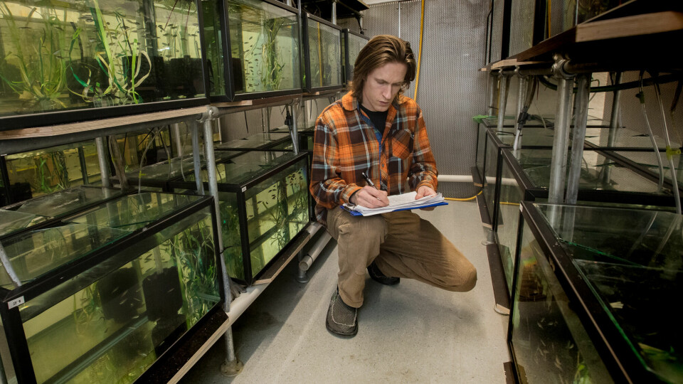 Fredrik Jutfelt, head of NTNU’s Fish Ecophysiology Lab, has studied various kinds of fish, including zebrafish.