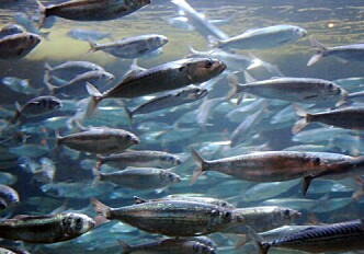 Spring-spawning herring were 'tricked' into spawning in autumn