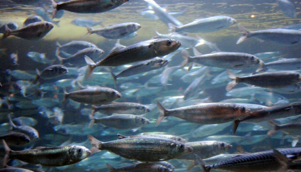 This photo shows a herring school in a fish tank.