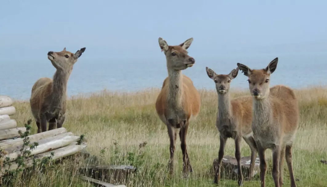 Forskerne har blant annet brukt data om hjort på øya Rum i Skottland i den nye studien.