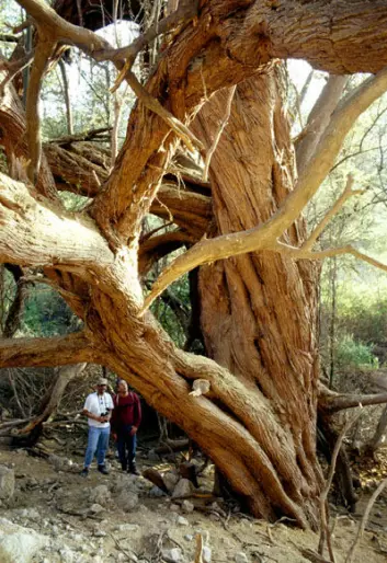Huarango-trærne kan bli tusen år gamle og svært store. (Foto: David Beresford-Jones, University of Cambridge)