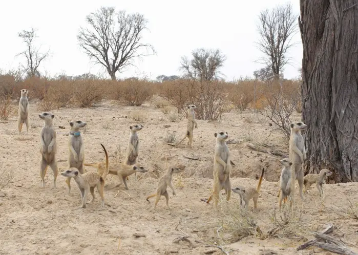 Forskerne brukte blant annet en langtidsstudie av surikater i Sør-Afrika. Forskerne brukte blant annet en langtidsstudie av surikater i Sør-Afrika.