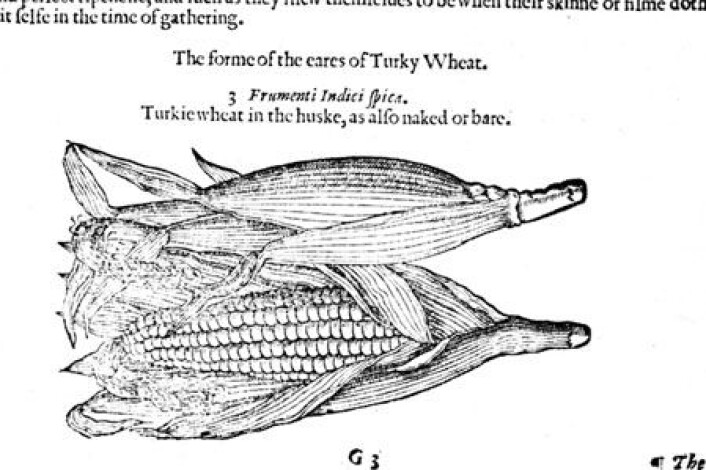 Mais var for mange indianere det hvete var for spanjolene. Det var frykt for at europeerne skulle bli som indianerne dersom erstattet for mye av de viktige elementene i dietten med lokal mat. Fra vitenskapelig verk utgitt av den engelske naturviteren John Gerard. Denne illustrasjonen er hentet fra en utgave i 1633, etter hans død. Mais var for mange indianere det hvete var for spanjolene. Det var frykt for at europeerne skulle bli som indianerne dersom erstattet for mye av de viktige elementene i dietten med lokal mat. Fra vitenskapelig verk utgitt av den engelske naturviteren John Gerard. Denne illustrasjonen er hentet fra en utgave i 1633, etter hans død.