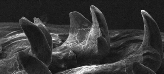 Sneglen med jernkjeven: Dette er de supersterke tennene til den helt vanlige norske albuesneglen