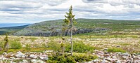 Verdens eldste tre vokser nær grensen mellom Sverige og Norge
