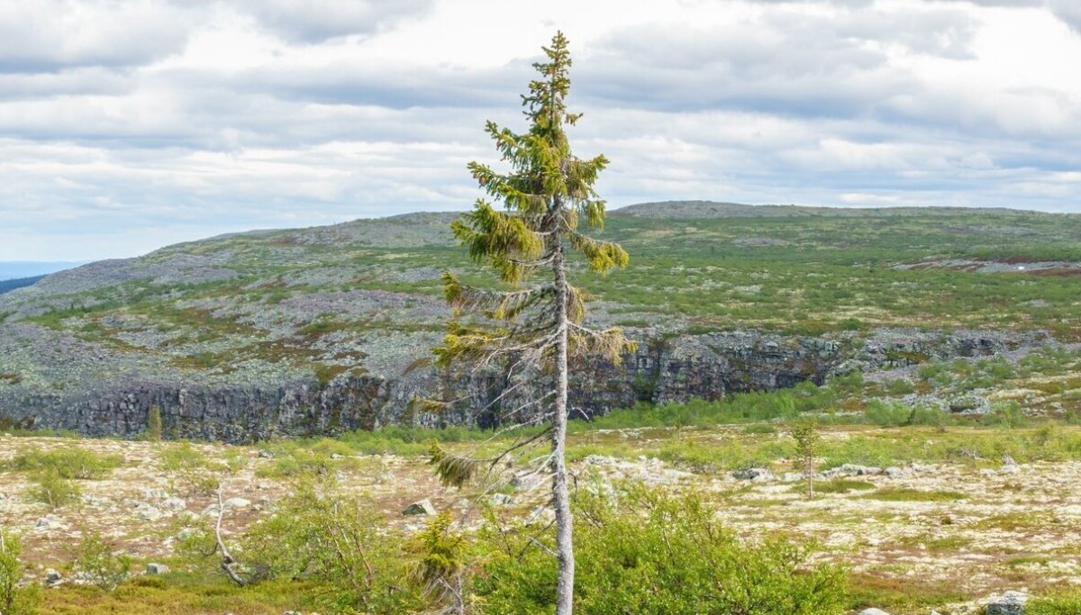 Hvor Er Verdens Eldste Tre Old Tjikko Vokser N r Grensen Til Sverige hvor-er-verdens-eldste-tre-old-tjikko-vokser-n-r-grensen-til-sverige