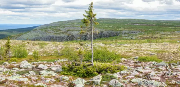 Verdens eldste tre vokser nær grensen mellom Sverige og Norge