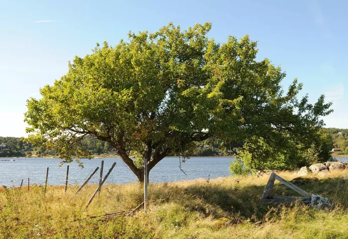 Hva dronningen som ble begravet i Osebergskipet skulle med en bøtte villepler fra Vestfold, vet vi ikke. Dette staselige treet vokser rett over på den andre siden av Oslofjorden, på Karlsøen i Sarpsborg i Østfold.