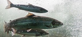 Fisk dør i tørre, norske elver