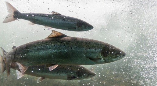 Fisk dør i tørre, norske elver