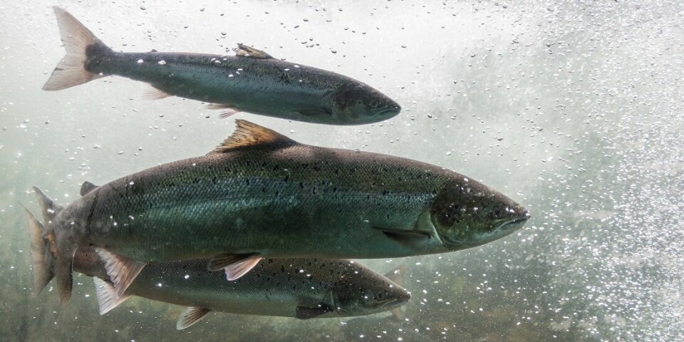 Sudden big changes in river water levels threaten fish.