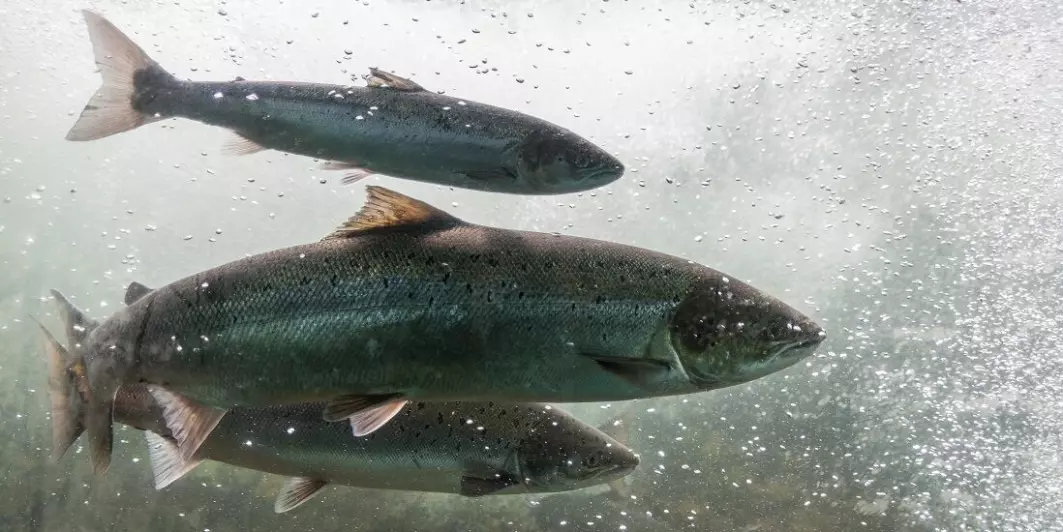 Brå og store endringer i vannstanden i elver er en trussel mot fisk.
