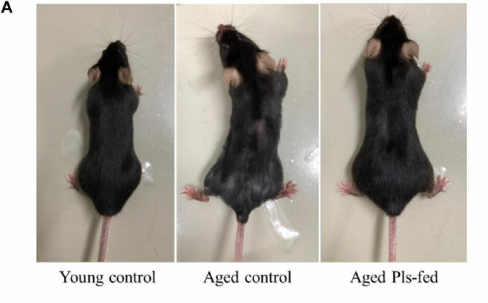 Aldrene mus som fikk tilskudd med plasmalogener (bildet til høyre) hadde svartere og mer glansfull pels enn kontrollgruppen av eldre mus (bildet i midten). Bildet til venstre er fra kontrollgruppen av yngre mus.