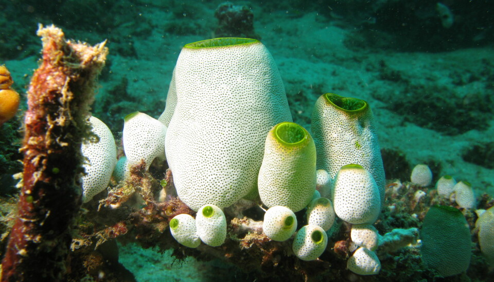 Sjøpunger lever på havbunnen. Her er en art som heter Didemnum molle.