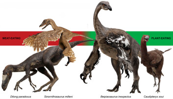 Fire arter av theropoder. Forskere fra Field Museum mener de to til høyre spiste planter; Beipiaosaurus inexpectus og Caudipteryx zoui. Til venstre to predatorer; Dilong paradoxus og Sinornithosaurus milleni. Alle fire fra funn i Yixian, Kina. (Foto: Dennis Finnin and Roderick Mickens, © American Museum of Natural History) Fire arter av theropoder. Forskere fra Field Museum mener de to til høyre spiste planter; Beipiaosaurus inexpectus og Caudipteryx zoui. Til venstre to predatorer; Dilong paradoxus og Sinornithosaurus milleni. Alle fire fra funn i Yixian, Kina. (Foto: Dennis Finnin and Roderick Mickens, © American Museum of Natural History)