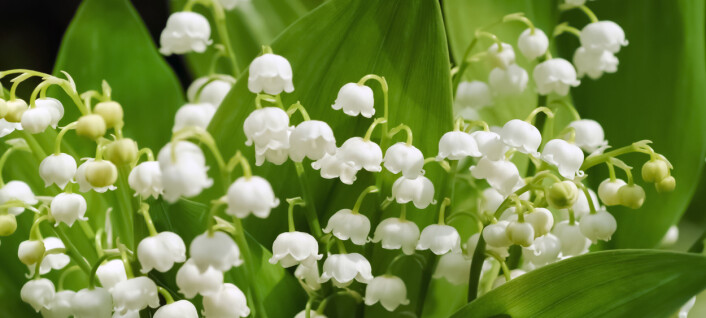 Liljekonvall: lukta av parfyme, brudevals og hjerteproblemer
