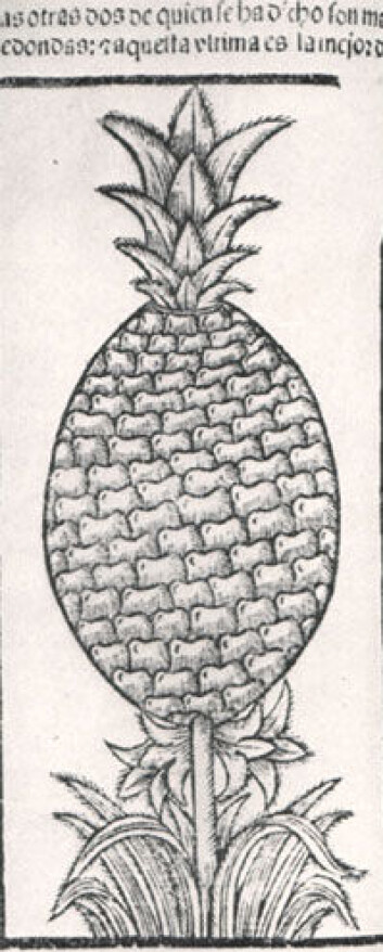Ananas fra Amerika ble raskt populært hos europeerne. Tidlig europeisk illustrasjon av ananas fra et verk om Amerika utgitt på 1500-tallet. Ananas fra Amerika ble raskt populært hos europeerne. Tidlig europeisk illustrasjon av ananas fra et verk om Amerika utgitt på 1500-tallet.