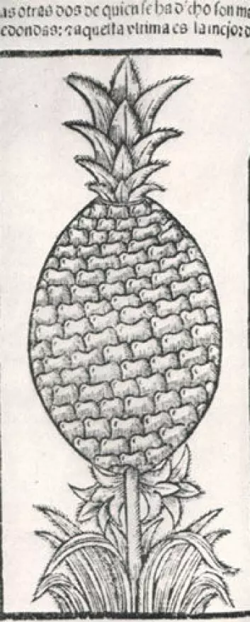 Ananas fra Amerika ble raskt populært hos europeerne. Tidlig europeisk illustrasjon av ananas fra et verk om Amerika utgitt på 1500-tallet.