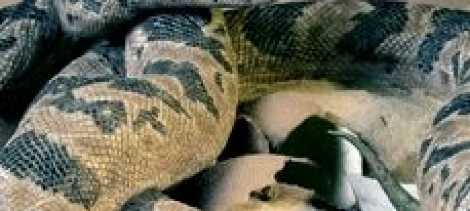 Indisk slange Sanajeh indicus i dinosaur-reir. (Foto: Rekonstruksjon ved Tyler Kellior, University of Chicago; fotografert av Ximena Erickson; fotografi bearbeidet av Bonnie Miljour)