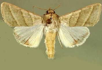 Nattsvermeren Heliothis virescens gjør årlig skade for 14 milliarder kroner. Nattsvermeren Heliothis virescens gjør årlig skade for 14 milliarder kroner.