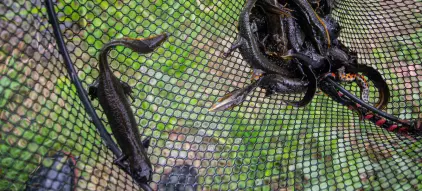 Slik jakter vi på kunnskap om salamandere