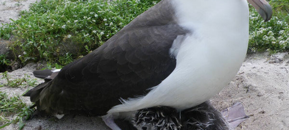 Phoebastria immutabilis. Laysan albatross