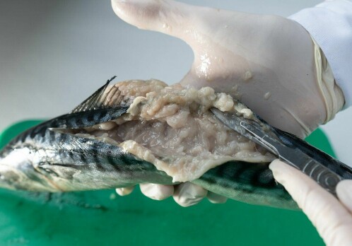This parasite turns mackerel into jelly in a few hours