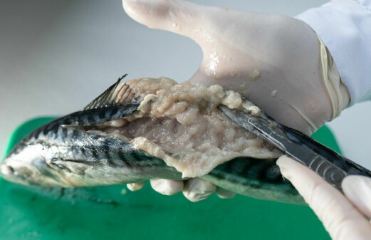 This parasite turns mackerel into jelly in a few hours