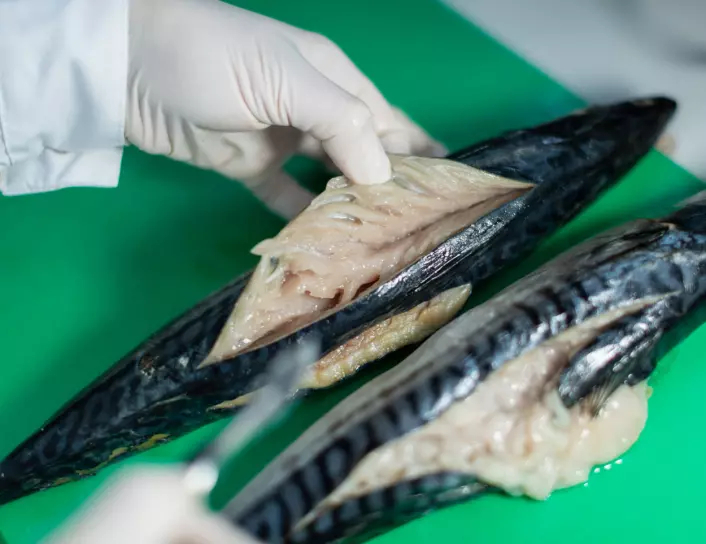 Researchers also saw that it is most often large mackerel over 400 grams that are affected by the Kudoa parasite.