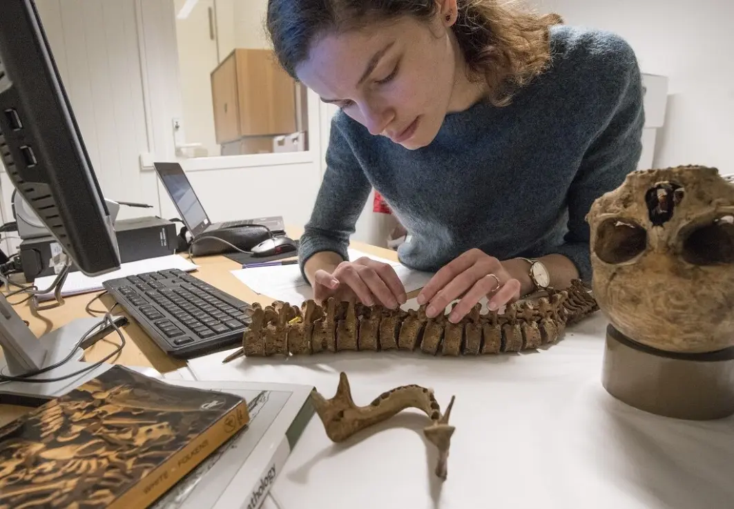 NTNU Vitenskapsmuseet har en makeløs samling av eldgamle skjeletter og middelalderskjeletter. Her er doktorgradskandidat Anne-Marijn Snaaijer fra Københavns Universitet i gang med å undersøke en ryggrad. NTNU Vitenskapsmuseet har en makeløs samling av eldgamle skjeletter og middelalderskjeletter. Her er doktorgradskandidat Anne-Marijn Snaaijer fra Københavns Universitet i gang med å undersøke en ryggrad.