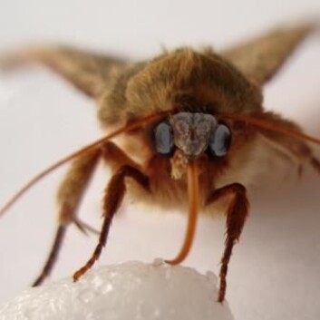 Mikroskopbilde av nattsvermer med blottlagt hjerne (manipulert inn). Svermeren er to centimeter lang, og hjernen mindre enn et knappenålshode. (Foto: Institutt for biologi, NTNU) Mikroskopbilde av nattsvermer med blottlagt hjerne (manipulert inn). Svermeren er to centimeter lang, og hjernen mindre enn et knappenålshode. (Foto: Institutt for biologi, NTNU)