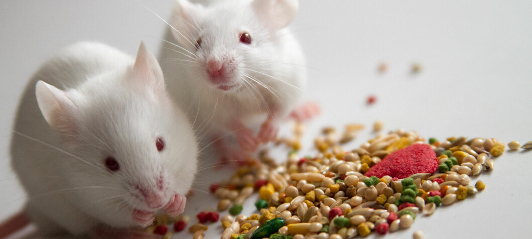 Fiberrik mat hindret eksem hos mus