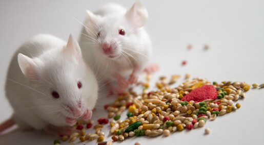 Fiberrik mat hindret eksem hos mus