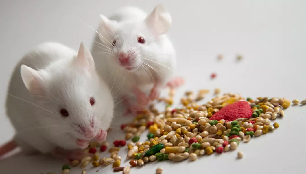 Stoffer fra tarmen påvirket huden hos musene.