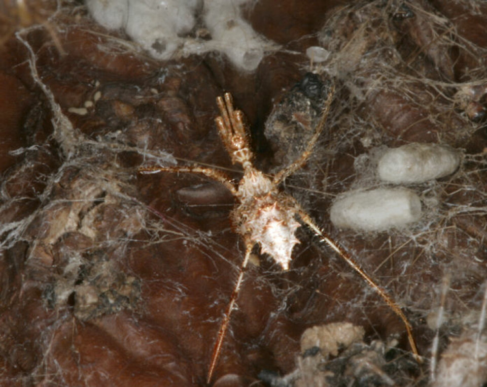 Stenolemus bituberus i et edderkoppnett. Bildet er bearbeidet for å framheve rovtegen. (Foto: Anne Wignall)
