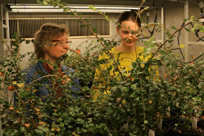 Ane Vollsnes og Astrid Vatne følger plantenes utvikling i Plantelabben ved Universitetet i Oslo.