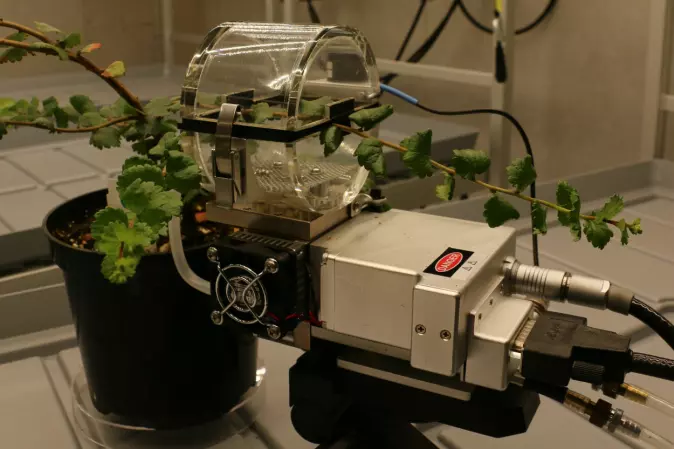 Planten lever i beste velgående mens forskerne måler fotosynteseprestasjonen inne i glasskammeret.
