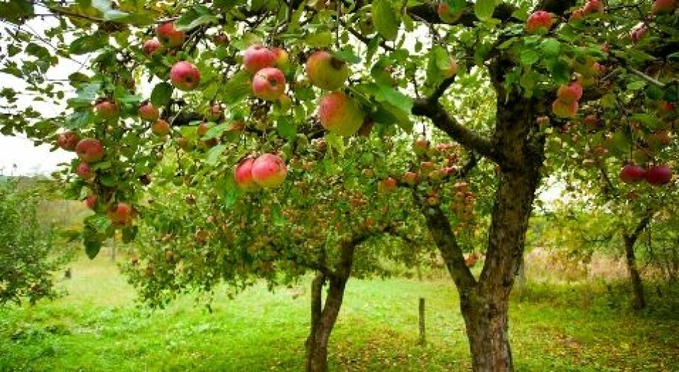 Epledyrking er tidkrevende. Først etter nærmere seks år bærer trærne frukt av særlig mengde. (Illustrasjonsfoto: Shutterstock)