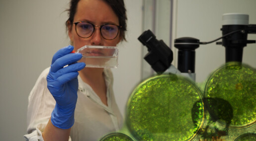 Danske forskere løser mysterium om giftige alger