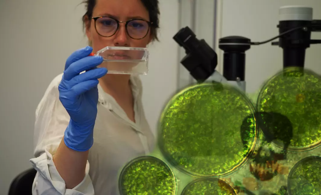 Anna J. Olesen er en av hovedforskerne bak studien som undersøker hvordan hoppekreps reagerer på giften til psevdo-nitzschia-alger. Oppdagelsen kan bidra til bevaringen av framtidens økosystemer.