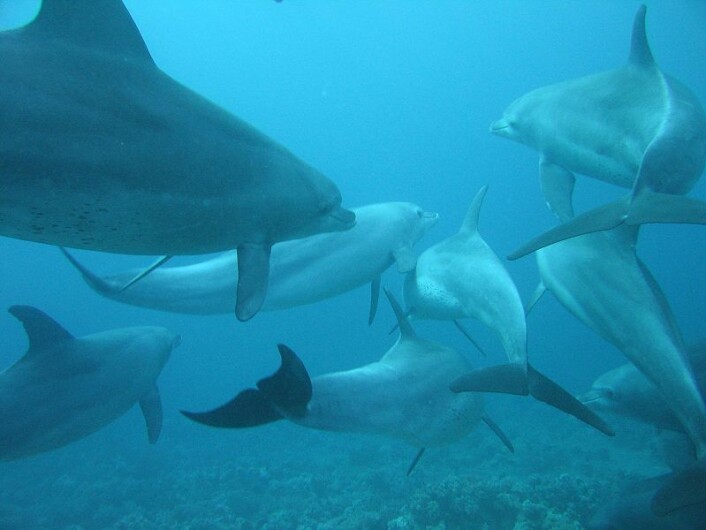 Det finnes omkring 150 individer av den indiske tumleren utenfor den sørlige kysten av Zanzibar. (Foto: Serguei S. Dukachev/Wikimedia Commons) Det finnes omkring 150 individer av den indiske tumleren utenfor den sørlige kysten av Zanzibar. (Foto: Serguei S. Dukachev/Wikimedia Commons)