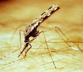 "Malariamyggen Anopheles gambiae." "Malariamyggen Anopheles gambiae."
