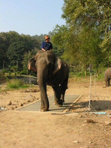 Asiatiske elefanter kan bevege seg fort, men er det mest riktig å si de løper eller at de bare går veldig fort? En studie utført med 34 elefanter i Thailand gir noen svar. Bilde fra forsøkene. (Foto: Norman Heglund) Asiatiske elefanter kan bevege seg fort, men er det mest riktig å si de løper eller at de bare går veldig fort? En studie utført med 34 elefanter i Thailand gir noen svar. Bilde fra forsøkene. (Foto: Norman Heglund)