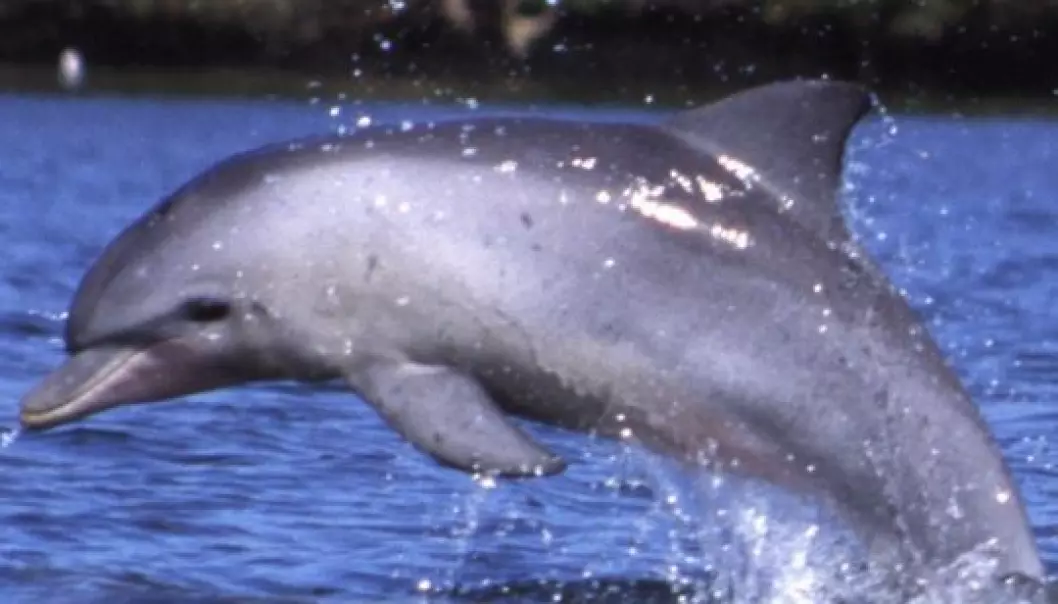Delfiner blir stresset av turisme